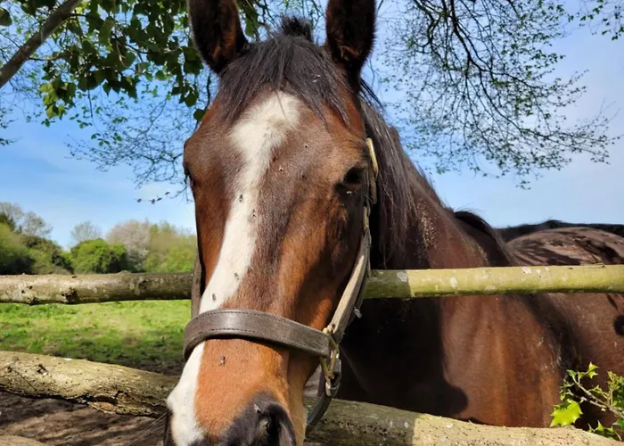 -parking Prive -maison Entiere -balancoire En Interieur-coeur Historique -la Clef De Holiday home